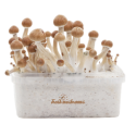 Amazon Grow Kit - FreshMushrooms®