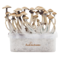 FreshMushrooms® grow kit Golden Teacher