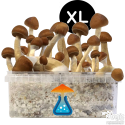 B+ XL Growkit - GetMagic 