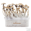 FreshMushrooms® grow kit Golden Teacher