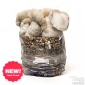 Jack Frost Mushroom Kit - Philosophr® 