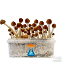 Mazatapec Growkit - GetMagic 