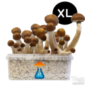 McKennaii XL Growkit - GetMagic 