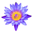 Blue Lotus Flower