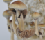 Golden Teacher Psilocybe cubensis