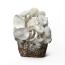 Jedi Mind Fuck Leucistic Cloud920® XL Ready-to-grow bag