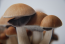 Mexican psilocybe cubensis