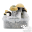 Bluey Vuitton mushroom grow kit