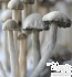 Panaeolus Cyanescens mushrooms