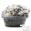 Enigma Magic Mushroom Growkit