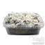 Enigma Brainiac grow kit