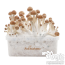 B+ XP | Fresh Magic Mushrooms Grow Kit 