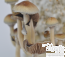 Golden Teacher Psilocybe cubensis