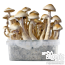 Golden Teacher 'Creme' Magic Mushroom Grow Kit 