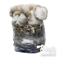 Jack Frost Grow Kit
