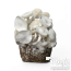 Jedi Mind Fuck Leucistic Cloud920® XL Ready-to-grow bag