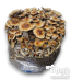 Mexican Psilocybe cubensis