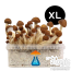 Mexican growkit XL