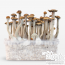 Mazatapec Magic Mushroom grow kit