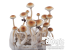 Treasure Coast Magic Mushrooms