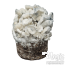 True Albino Teacher Grow Kit