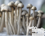  Hawaiian Copelandia  mushrooms Panaeolus Cyanescens