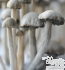 Panaeolus Cyanescens mushrooms