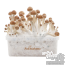 B+ Freshmushrooms Magic Mushroom Grow Ki