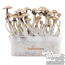 Golden teacher Freshmushrooms Magic Mushroom Grow Ki