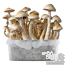 Golden Teacher 'Creme' Magic Mushroom Grow Kit 