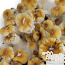 Hillbilly Pumpkin Psilocybe cubensis