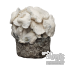 Jack Frost Psilocybe cubensis