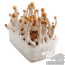 Magic Mushroom Grow Kit Mazatapec; A first flush of the