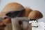 Mexican psilocybe cubensis