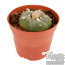 Peyote 5-6 cm