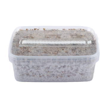 random magic mushrooms myclium grow kit