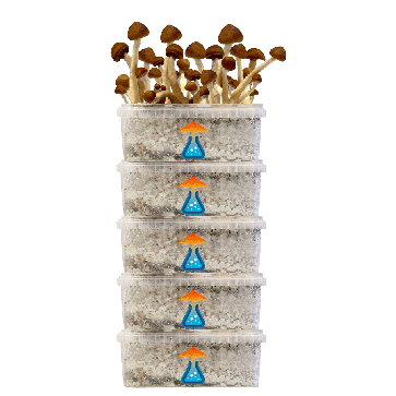 GetMagic® Grow kit Discount 5 Pack