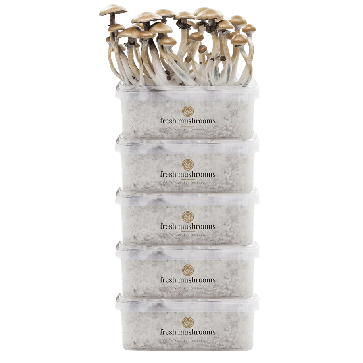 FreshMushrooms® Kit de Cultivo Pack de 5