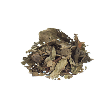 Chacruna | Psychotria viridis  