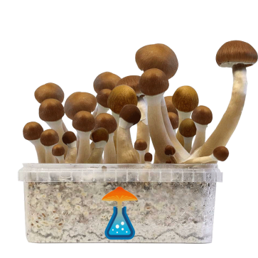 GetMagic McKennaii+ Magic Mushrooms Grow Kit