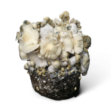 WhiteBilly Cloud920 Ready to Grow Bag