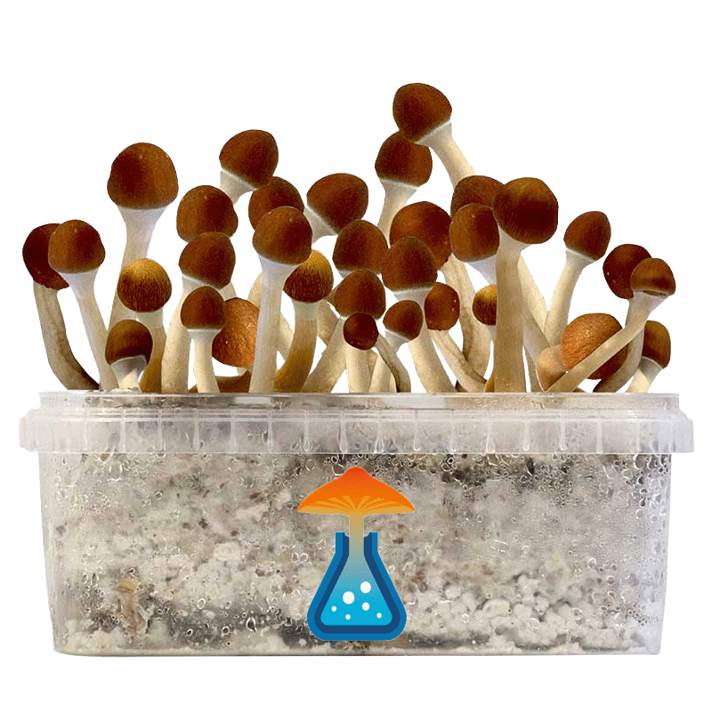 GetMagic Vambodia+ Magic Mushrooms Grow Kit