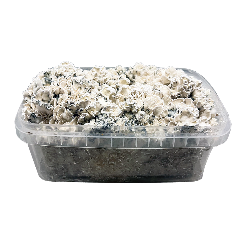 Enigma Brainiac grow kit