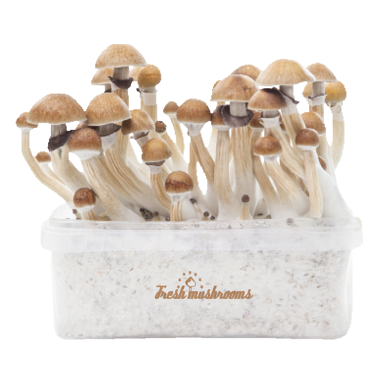McKennaii XP | Fresh Magic Mushrooms Grow Kit