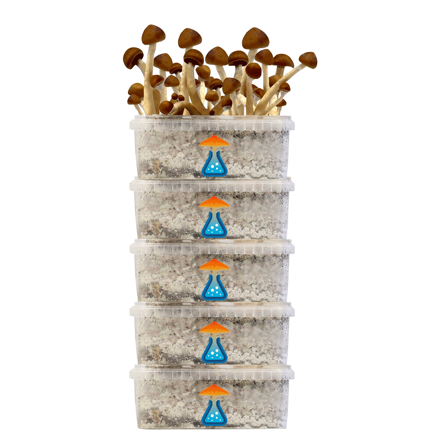 GetMagic® Grow kit Discount 5 Pack