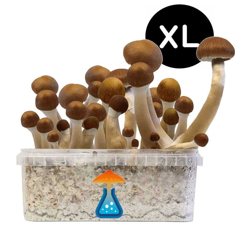 GetMagic McKennaii XL Grow Kit