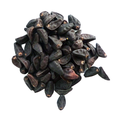 Morning Glory (Ipomoea violacea) 