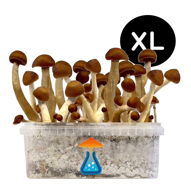 GetMagic Magic Mushroom grow kit XL
