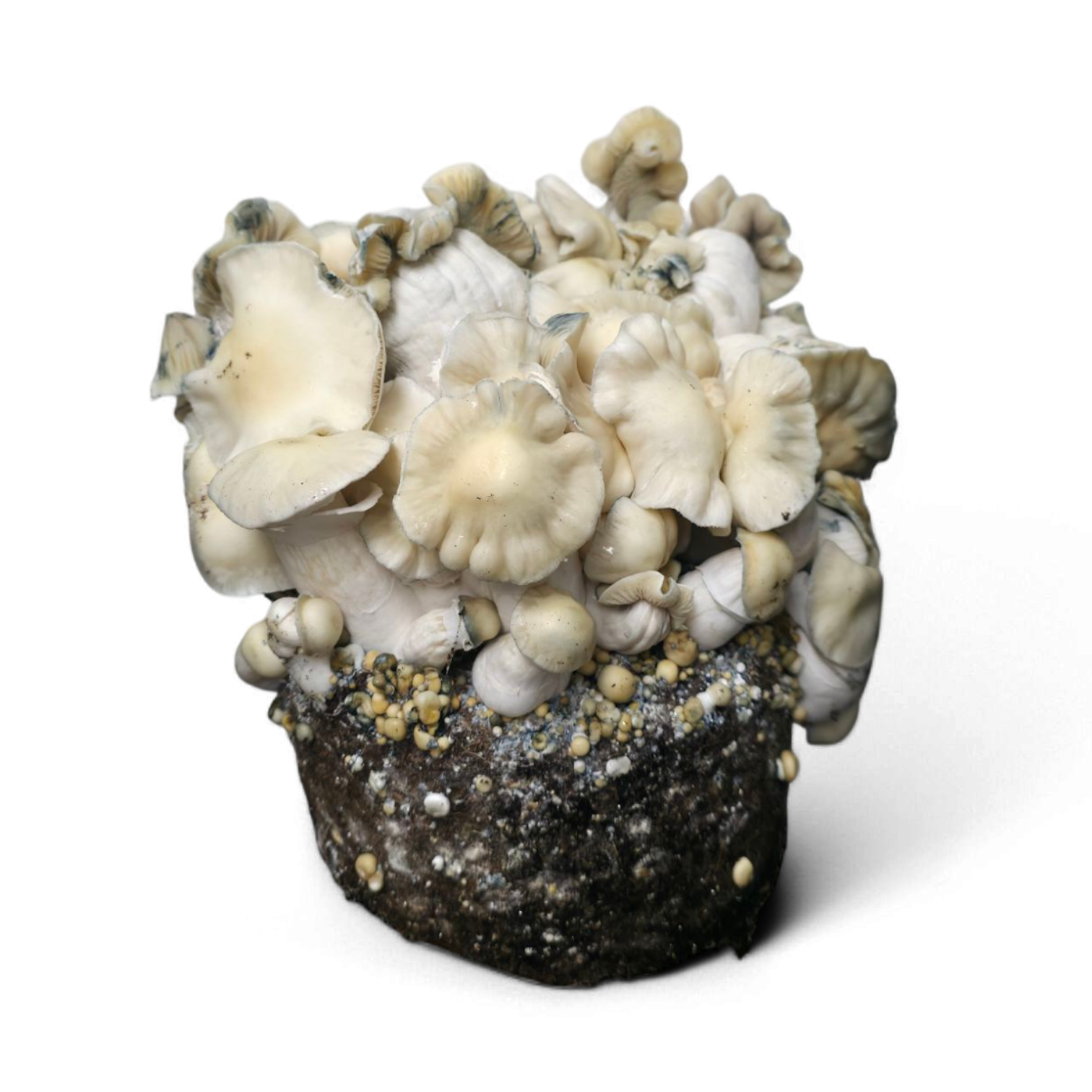 WhiteBilly Cloud920 Ready to Grow Bag