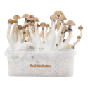 Mexican Kit de Cultivo - FreshMushrooms®